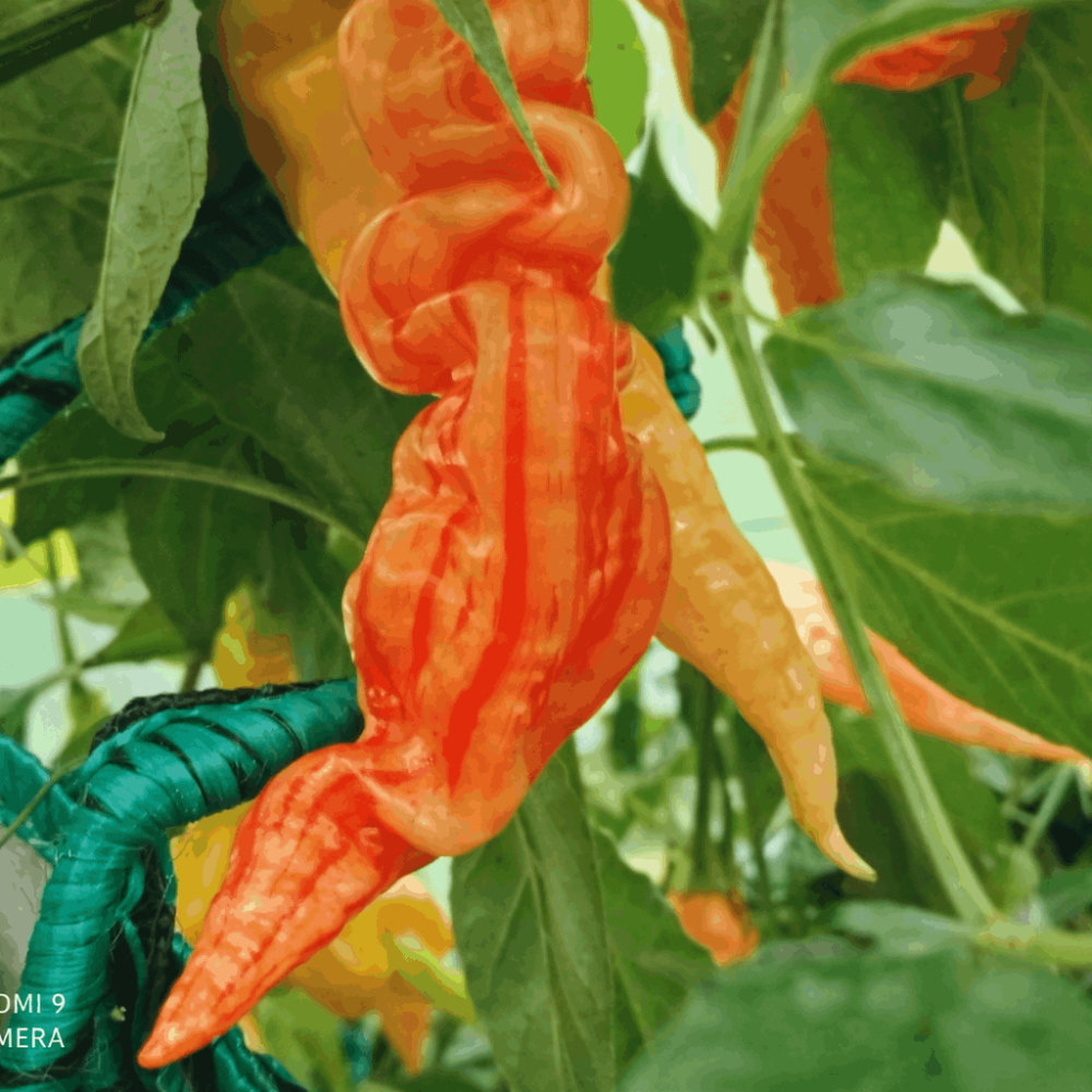 Семена острого перца Sugar rush stripely