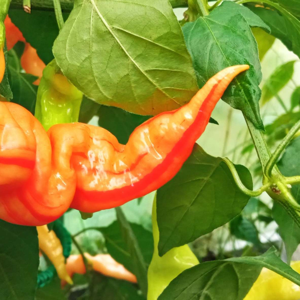 Семена острого перца Sugar rush stripely-1