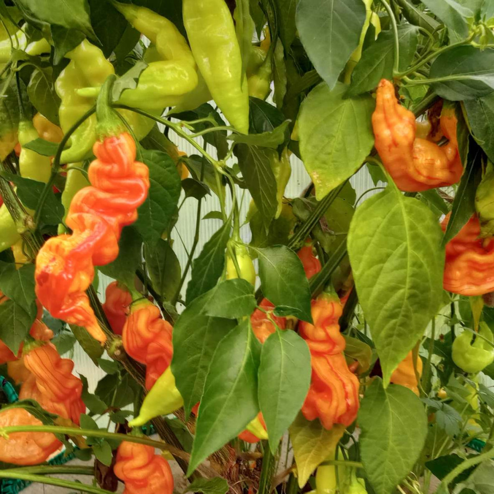 Семена острого перца Sugar rush stripely-2