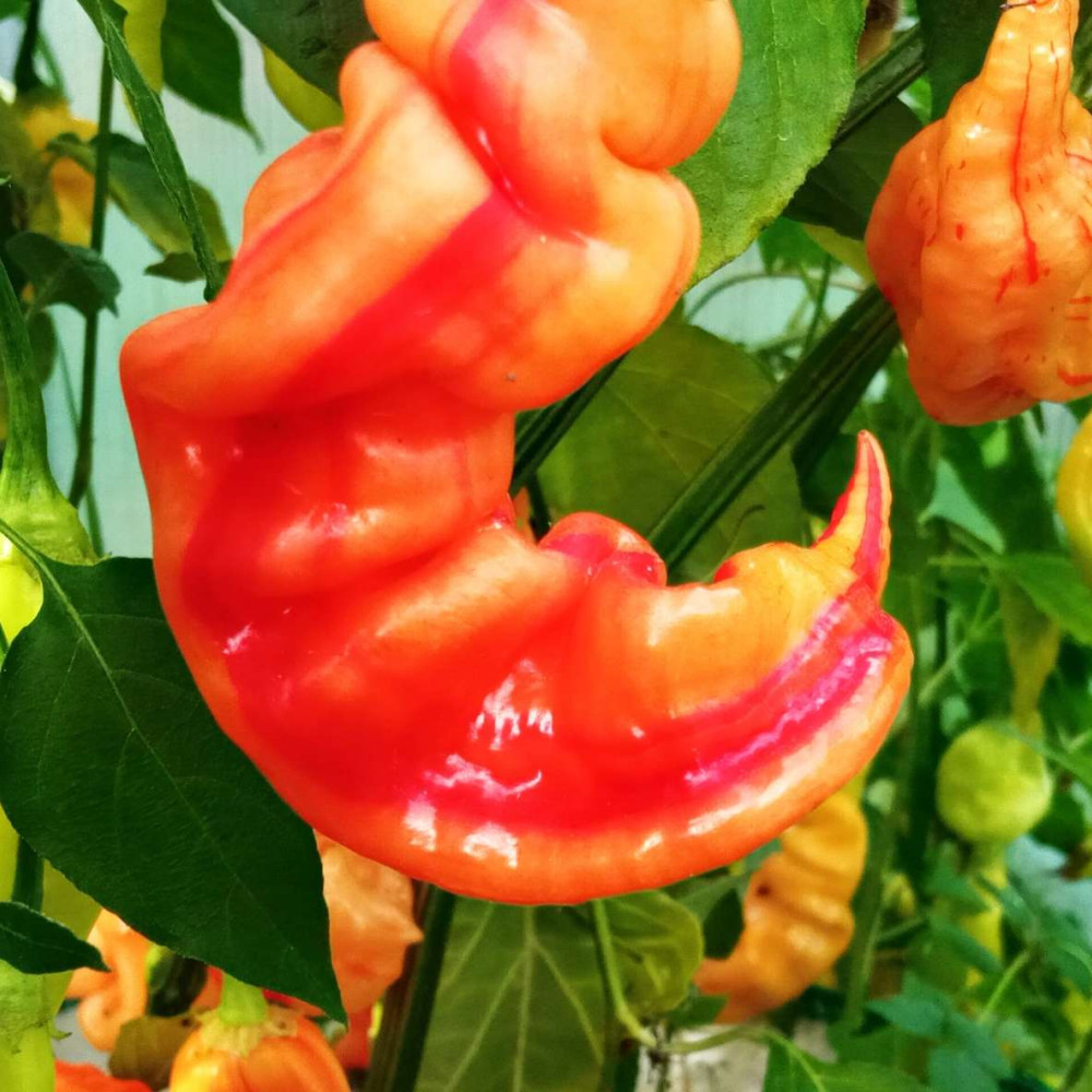 Семена острого перца Sugar rush stripely-3