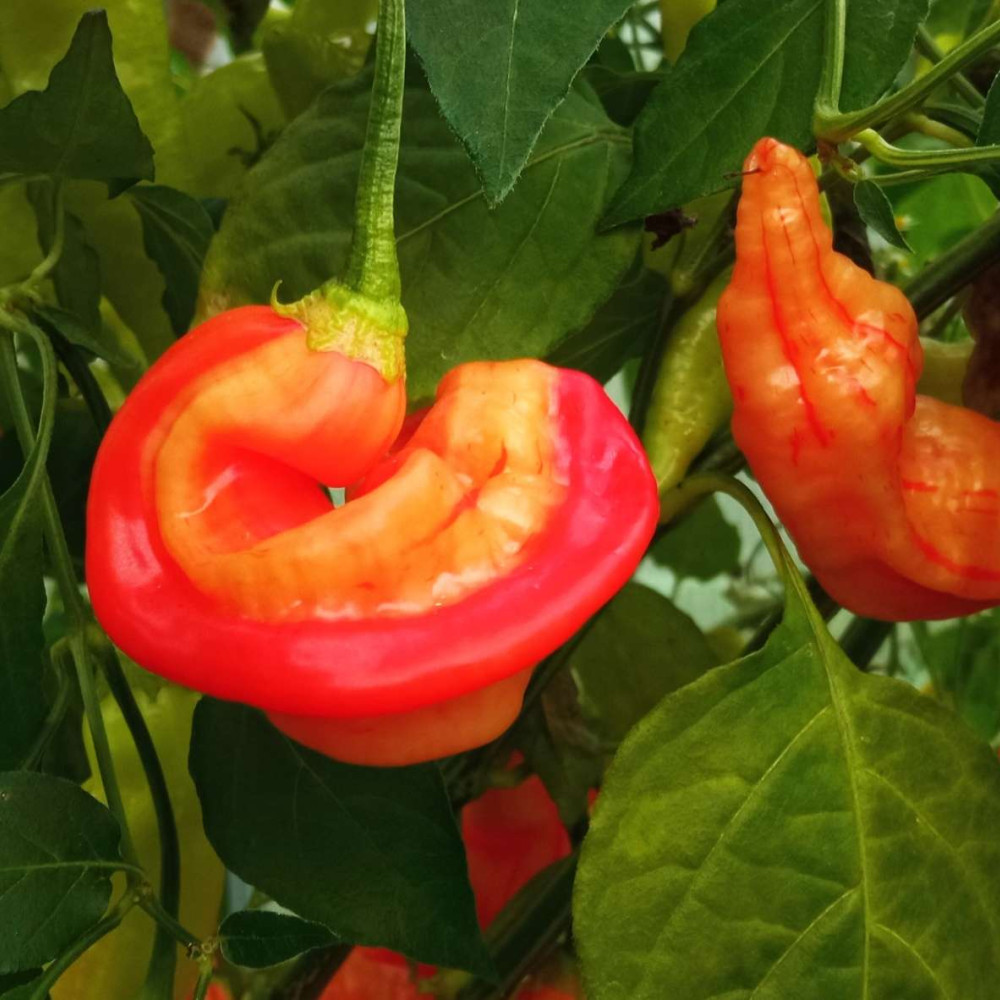 Семена острого перца Sugar rush stripely-4