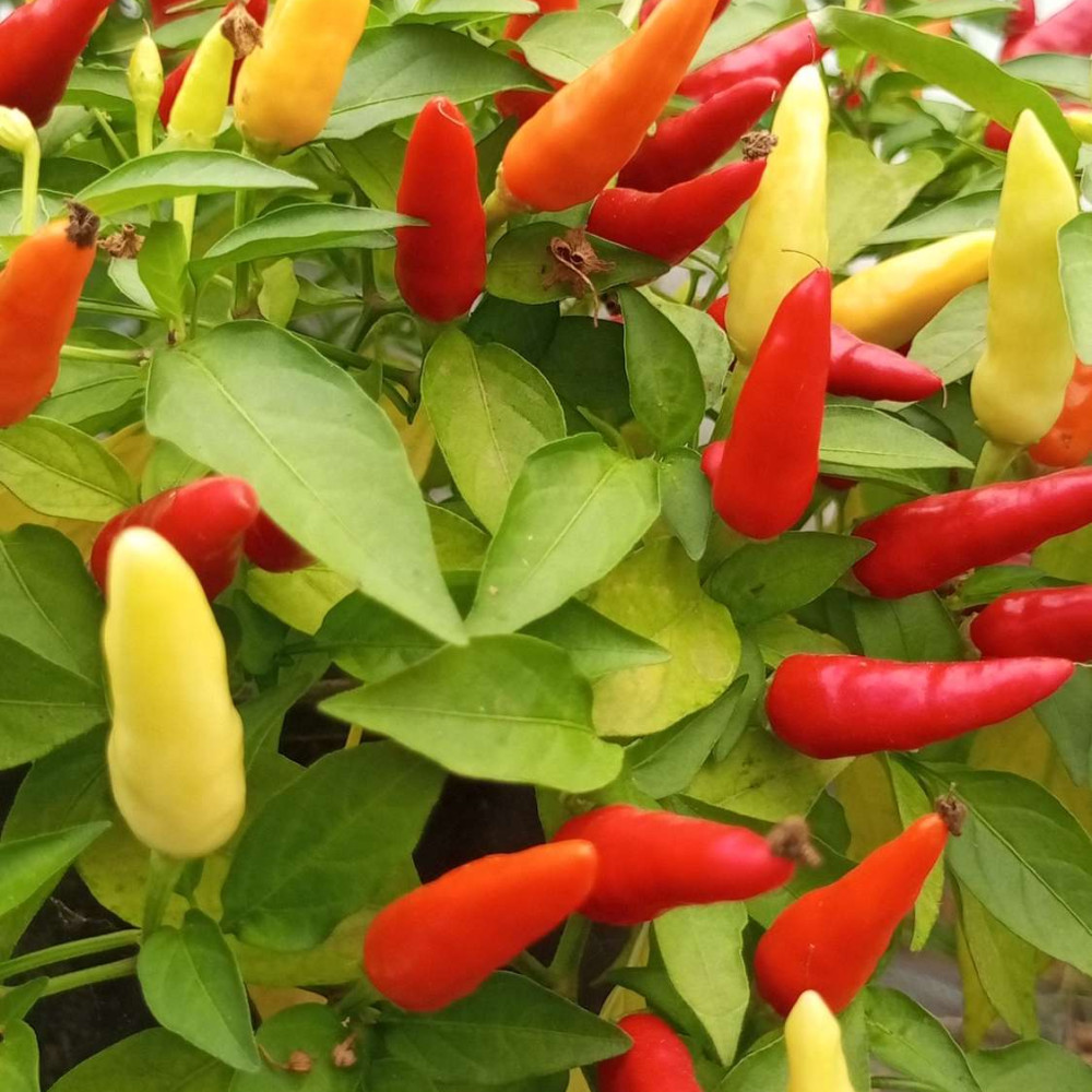 Семена острого перца Tabasco Rabbit-2