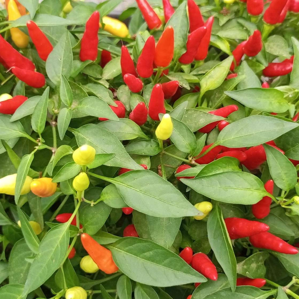 Семена острого перца Tabasco Rabbit