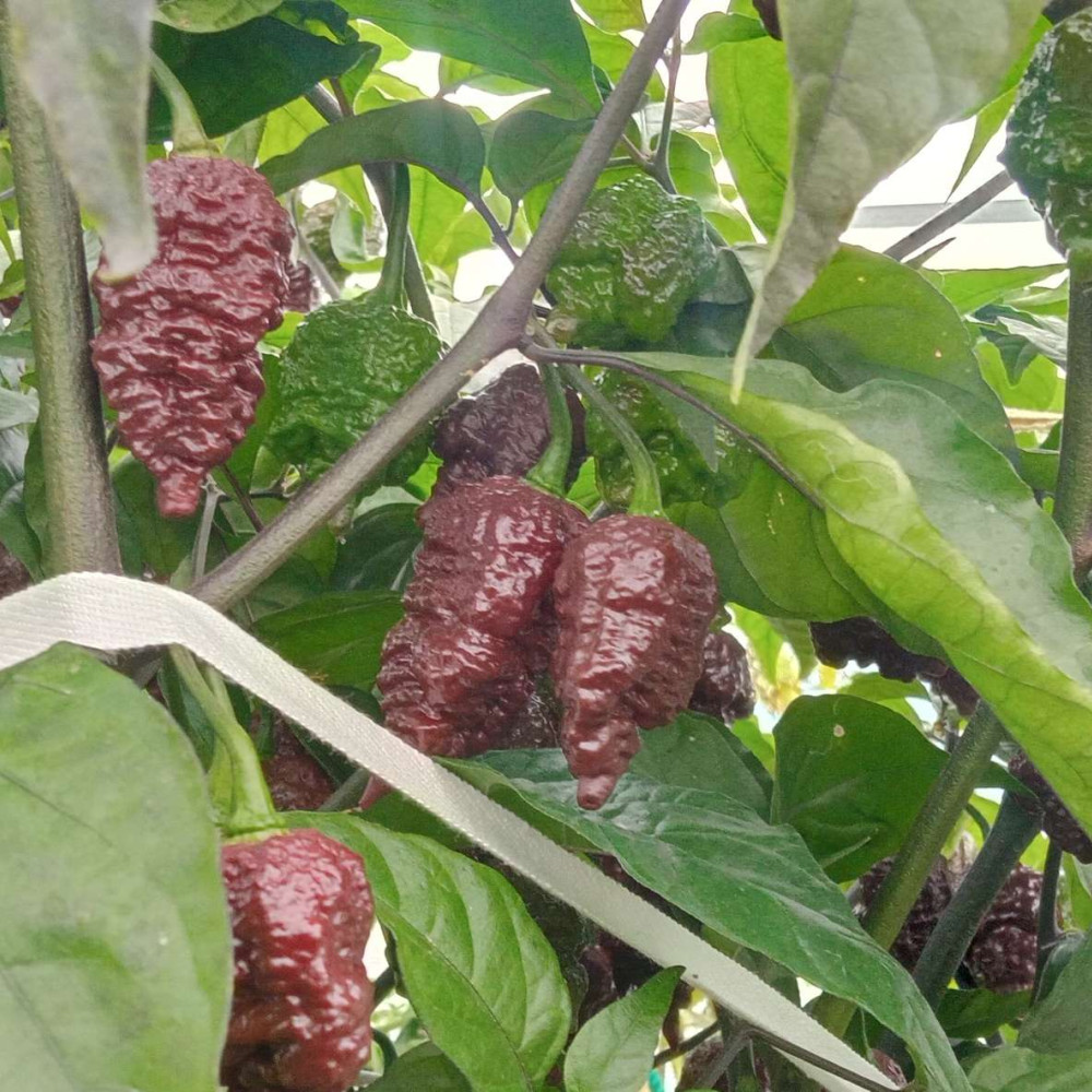 Семена острого перца Testenera choco-4