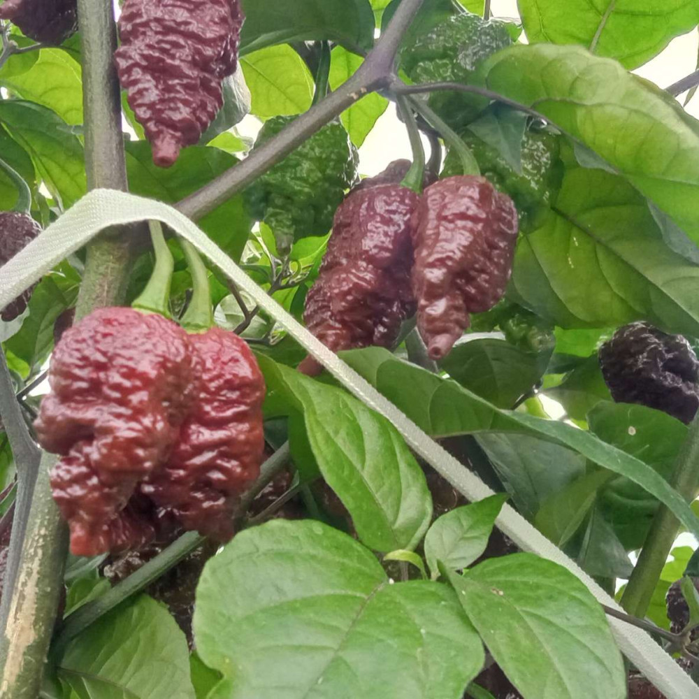 Семена острого перца Testenera choco-3