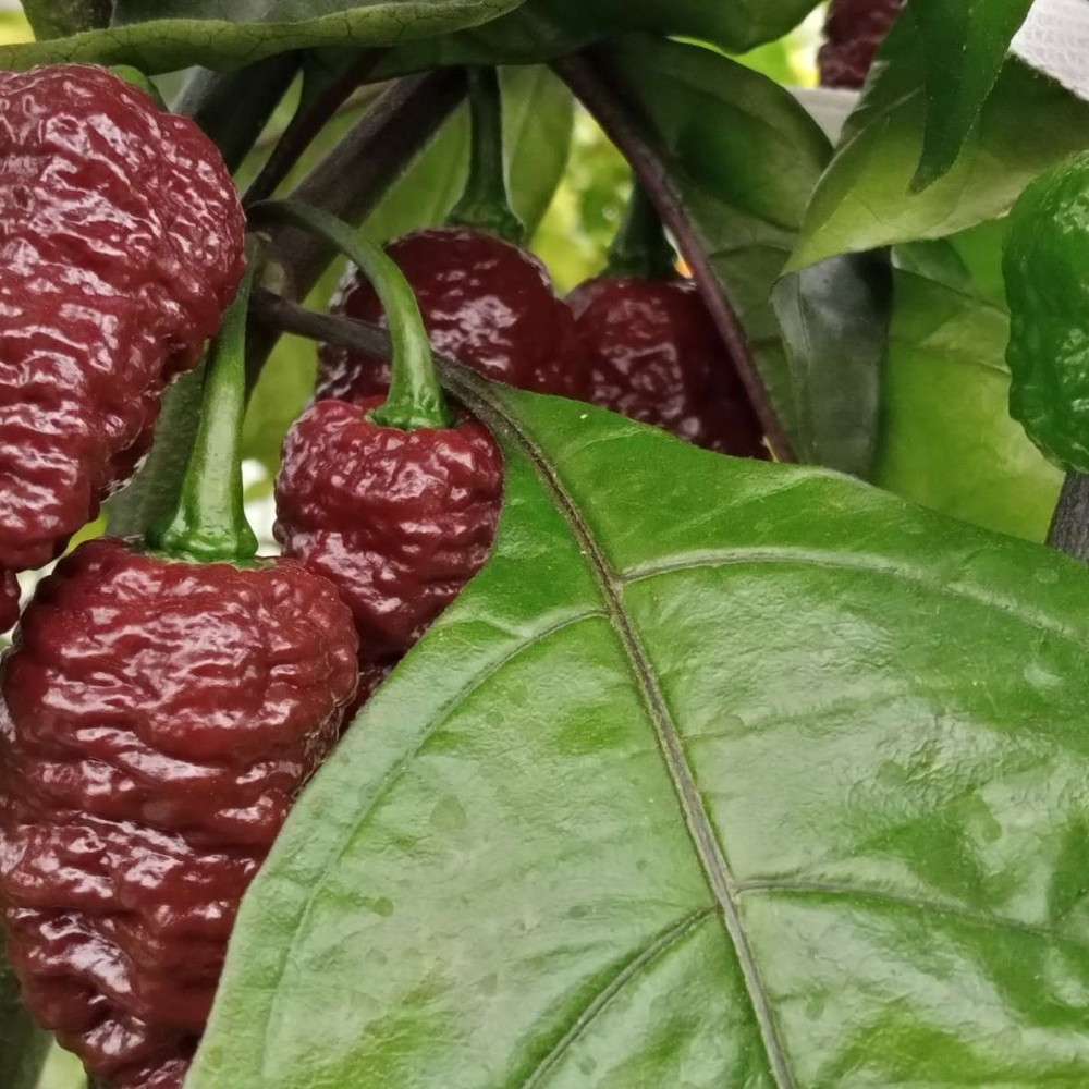 Семена острого перца Testenera choco-2