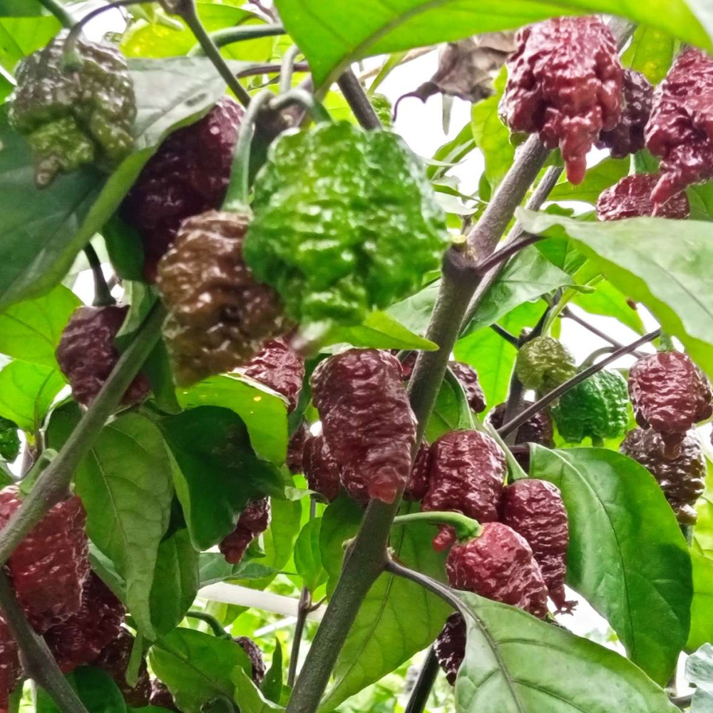 Семена острого перца Testenera choco-1