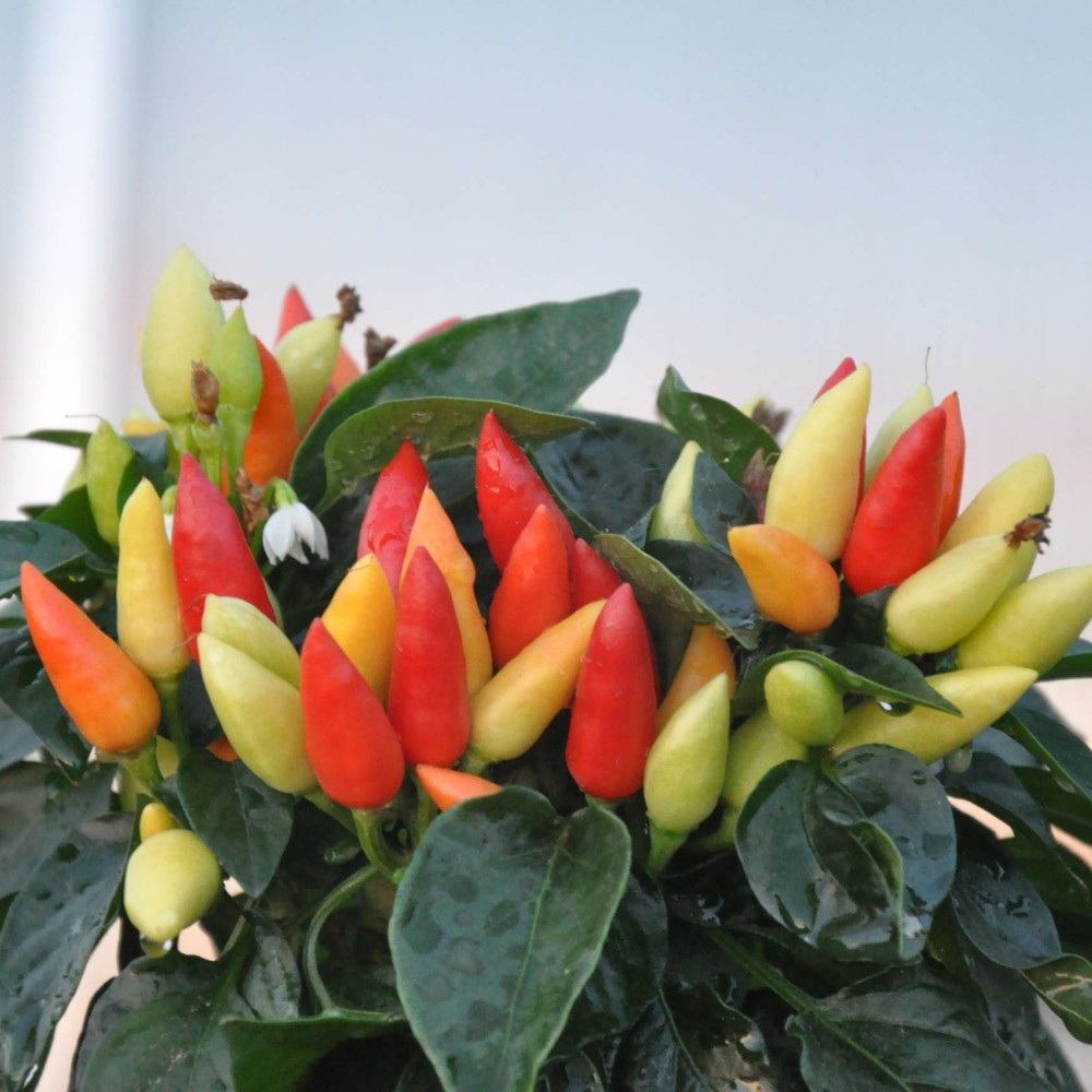 Семена острого перца Thai bird eye-4