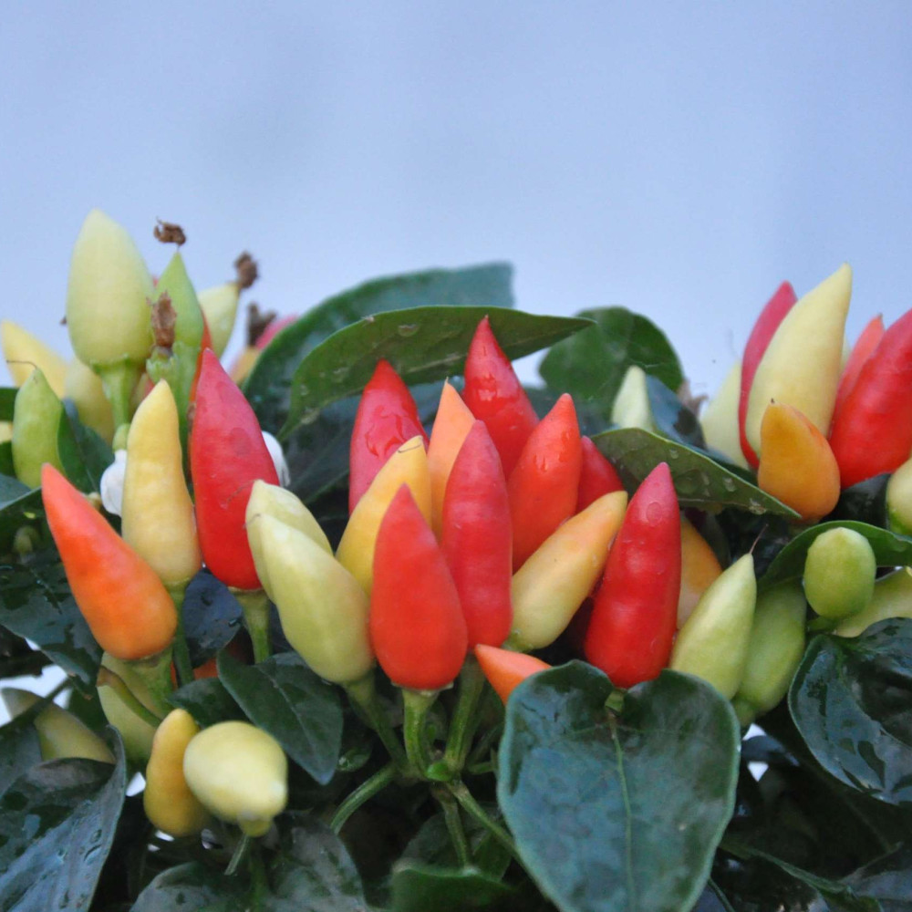 Семена острого перца Thai bird eye-3