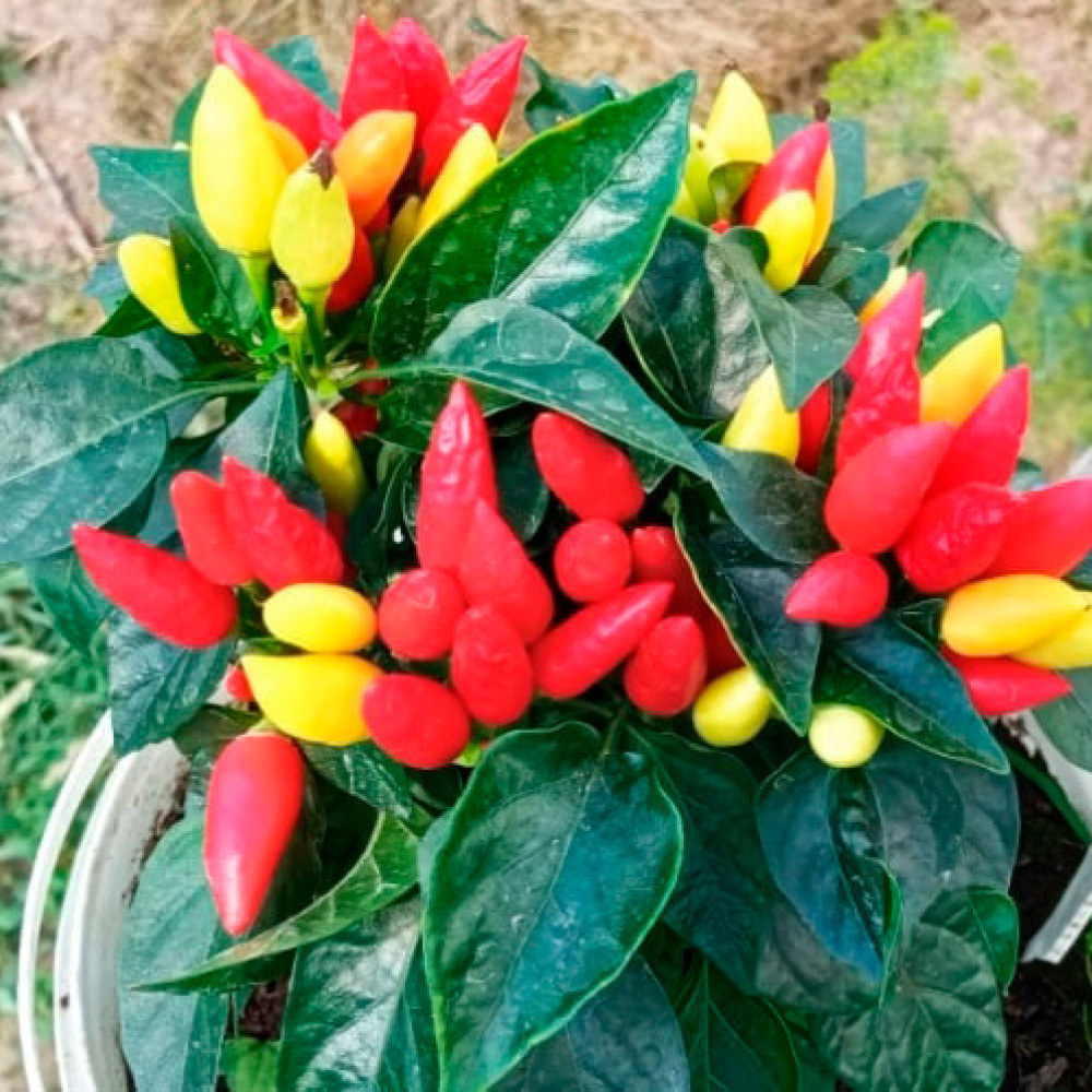 Семена острого перца Thai bird eye-2