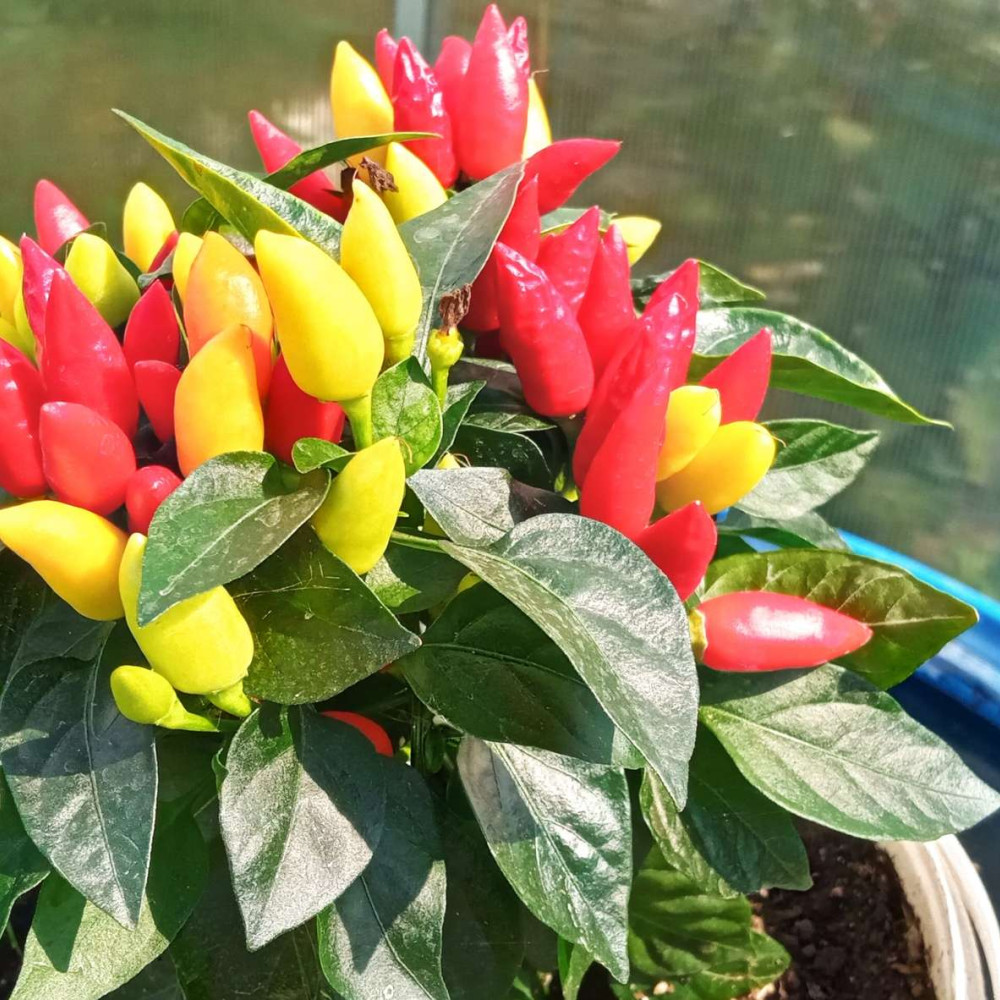 Семена острого перца Thai bird eye