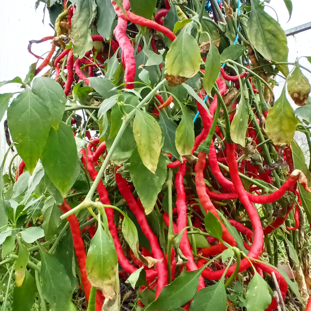 Семена острого перца Thunder Mountain Longhorn