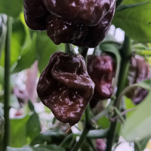 Trinidad Moruga Scorpion Chocolate