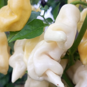 Trinidad Scorpion Ivory R