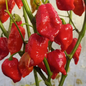 Trinidad Scorpion Sunrise