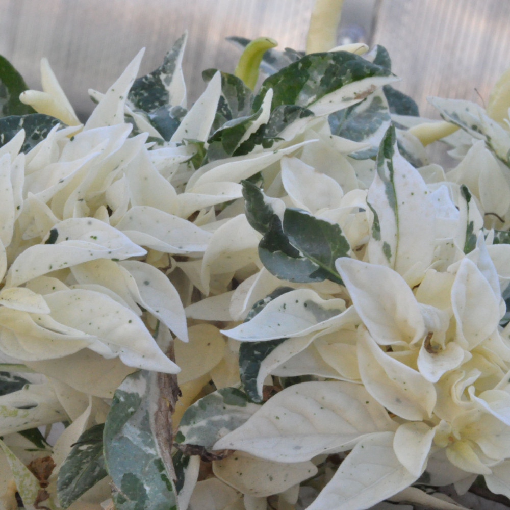 Семена острого перца Uchu-8