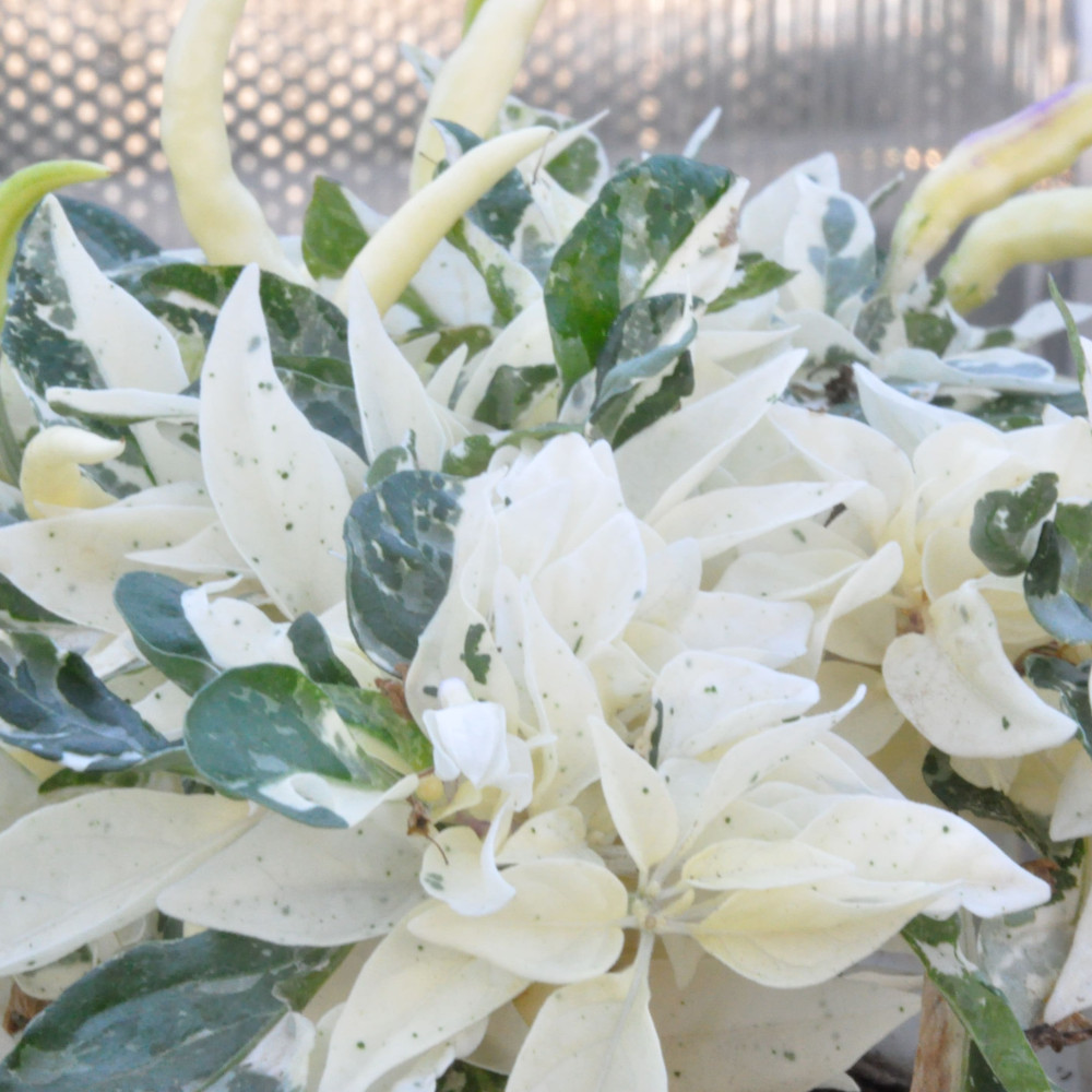 Семена острого перца Uchu-9