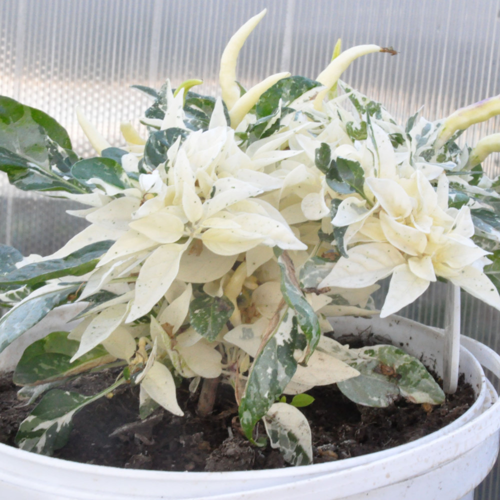 Семена острого перца Uchu-7