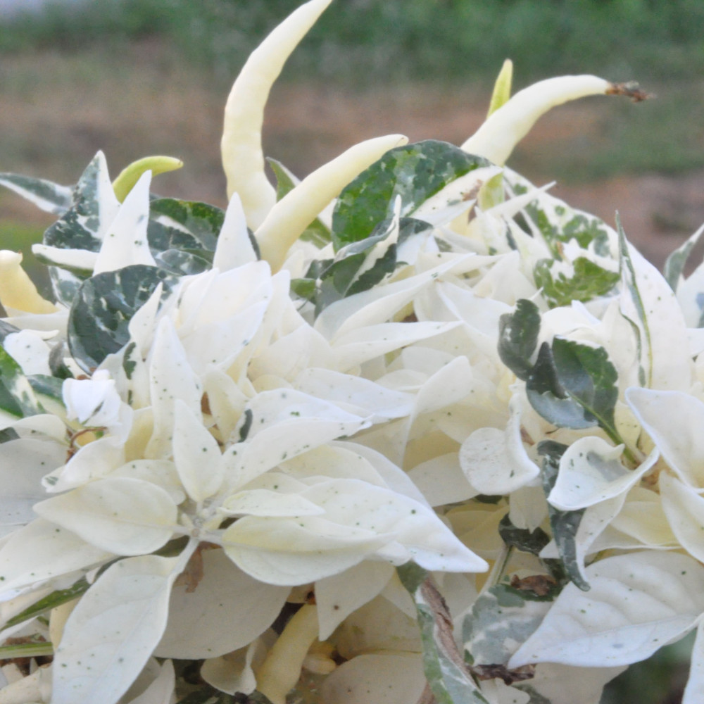 Семена острого перца Uchu-6