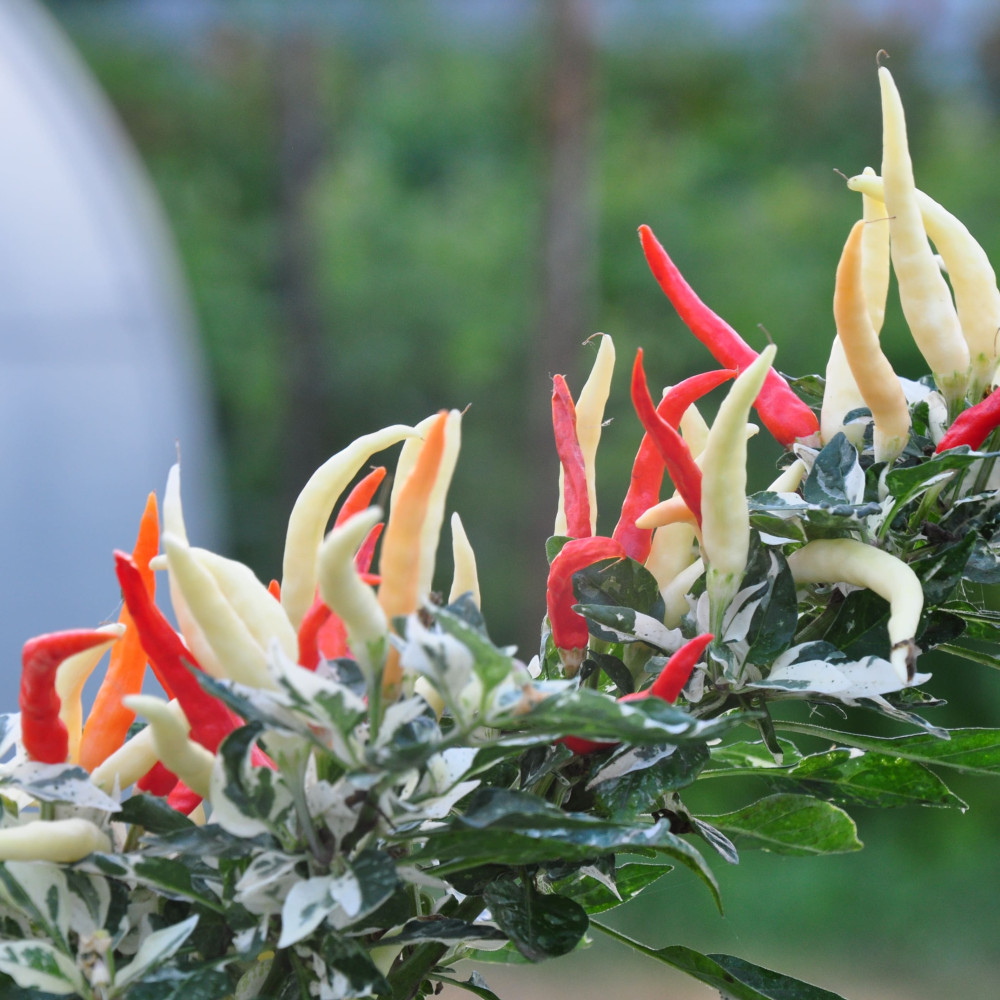 Семена острого перца Uchu-5