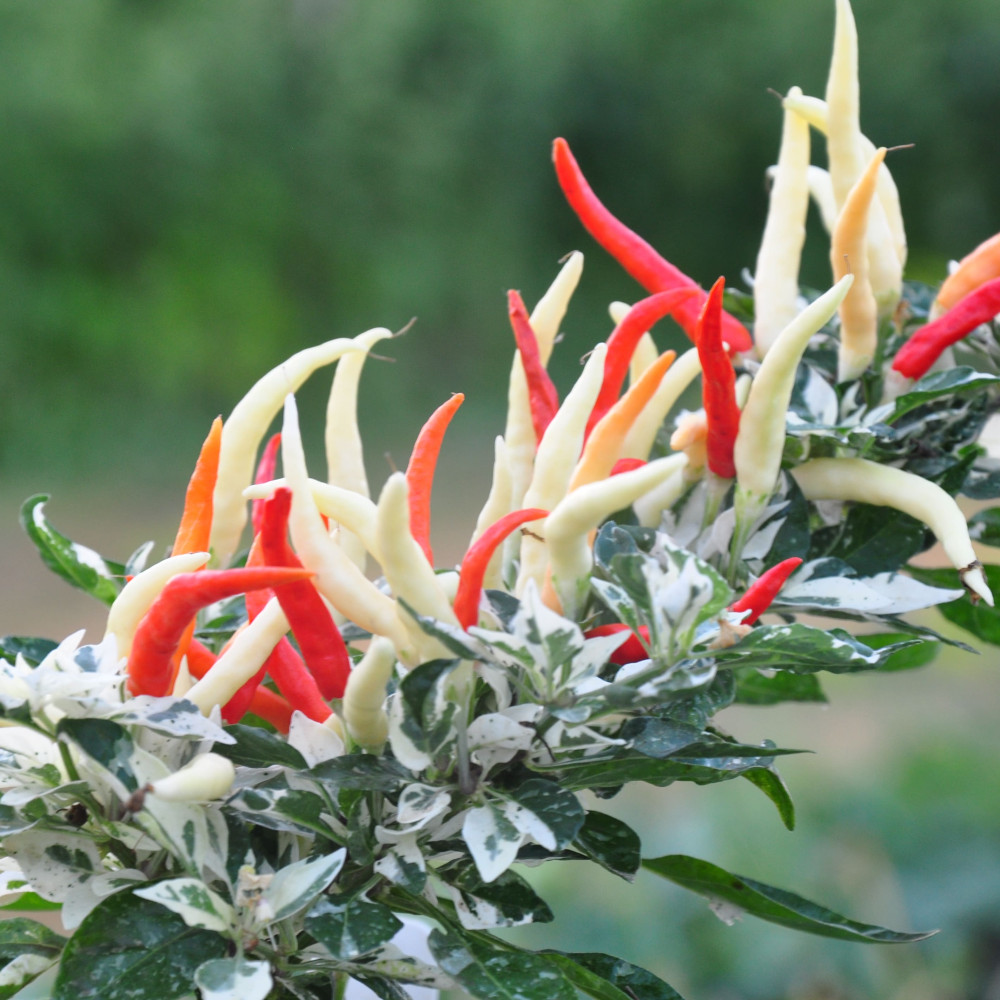 Семена острого перца Uchu-4