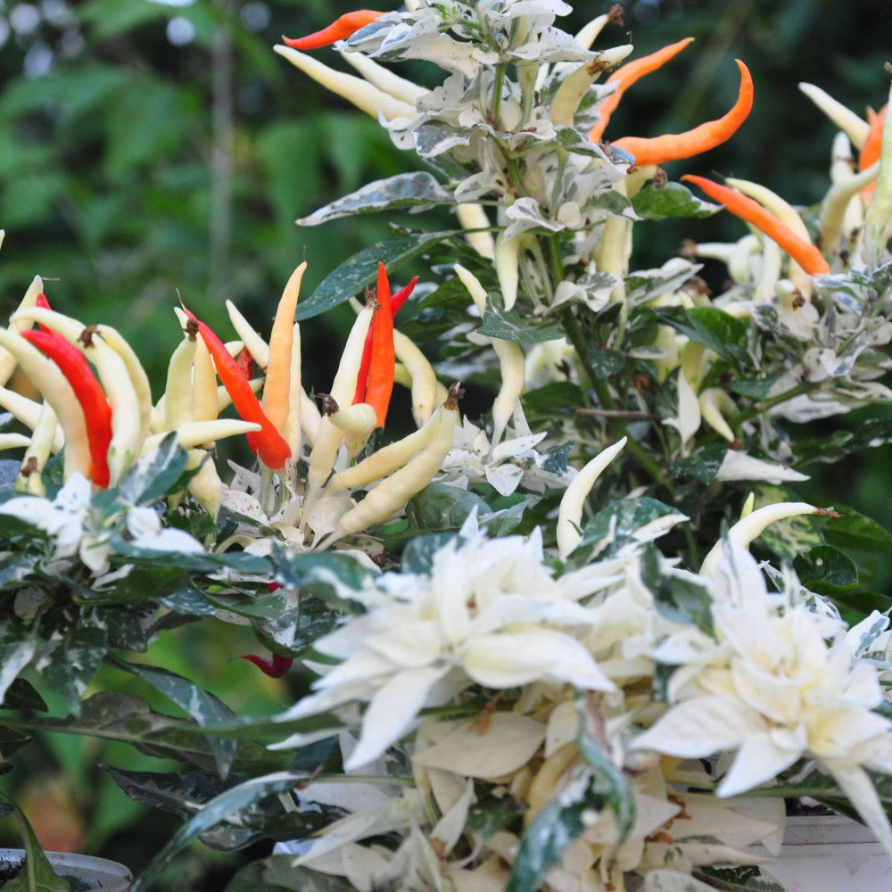 Семена острого перца Uchu-3