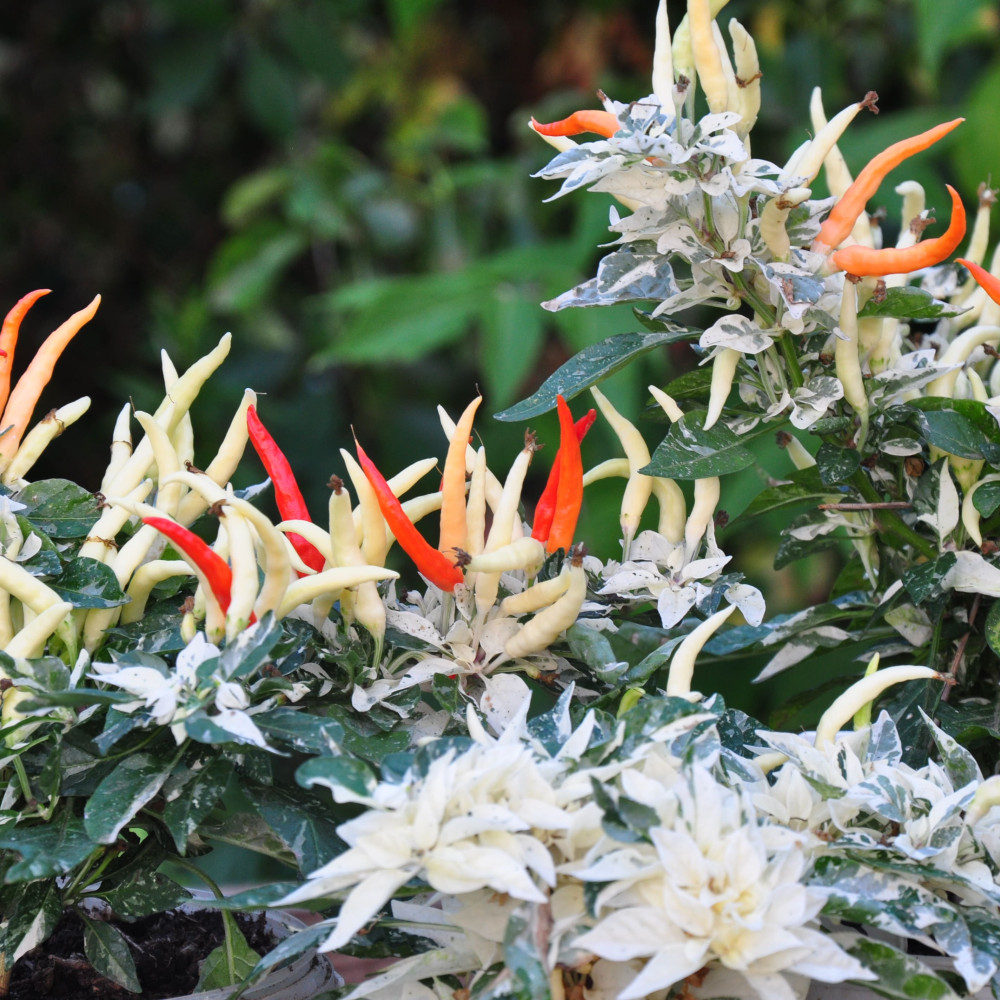 Семена острого перца Uchu-2