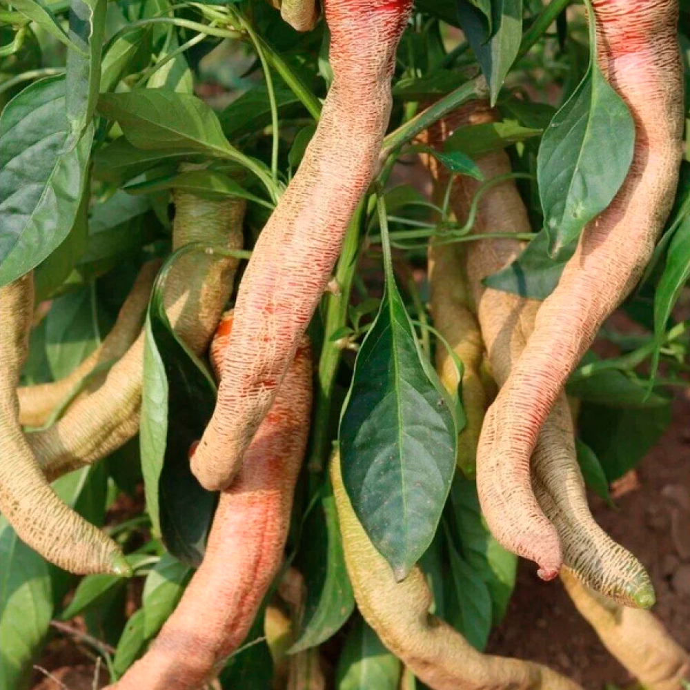 Семена острого перца Македонский гравированный