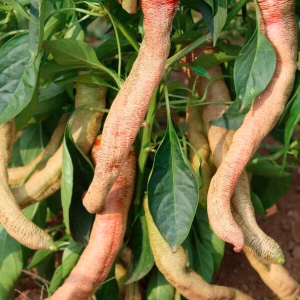 Македонский гравированный