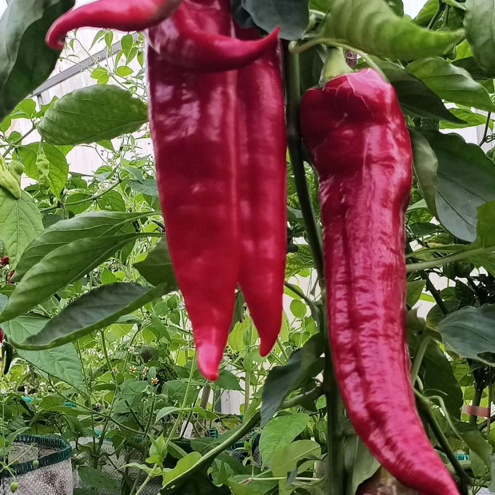 Семена острого перца Цицак красный-1