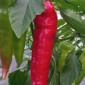 Семена острого перца Цицак красный