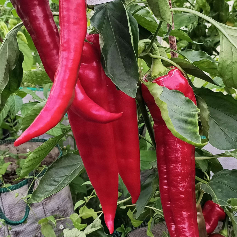 Семена острого перца Цицак красный-3