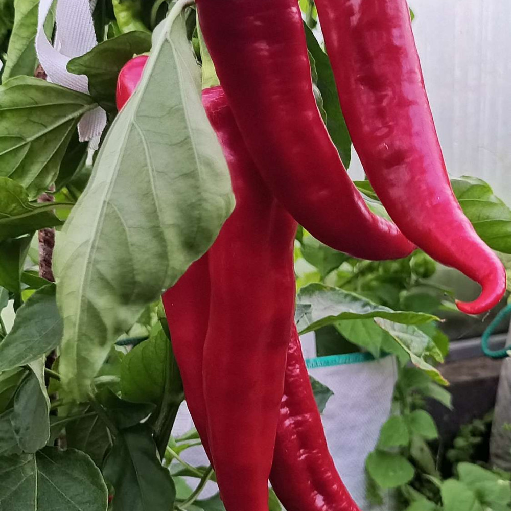 Семена острого перца Цицак красный-4