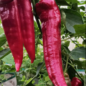 Цицак красный