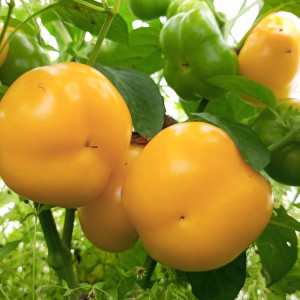 Гогошары желтые