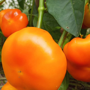 Гогошары оранжевые