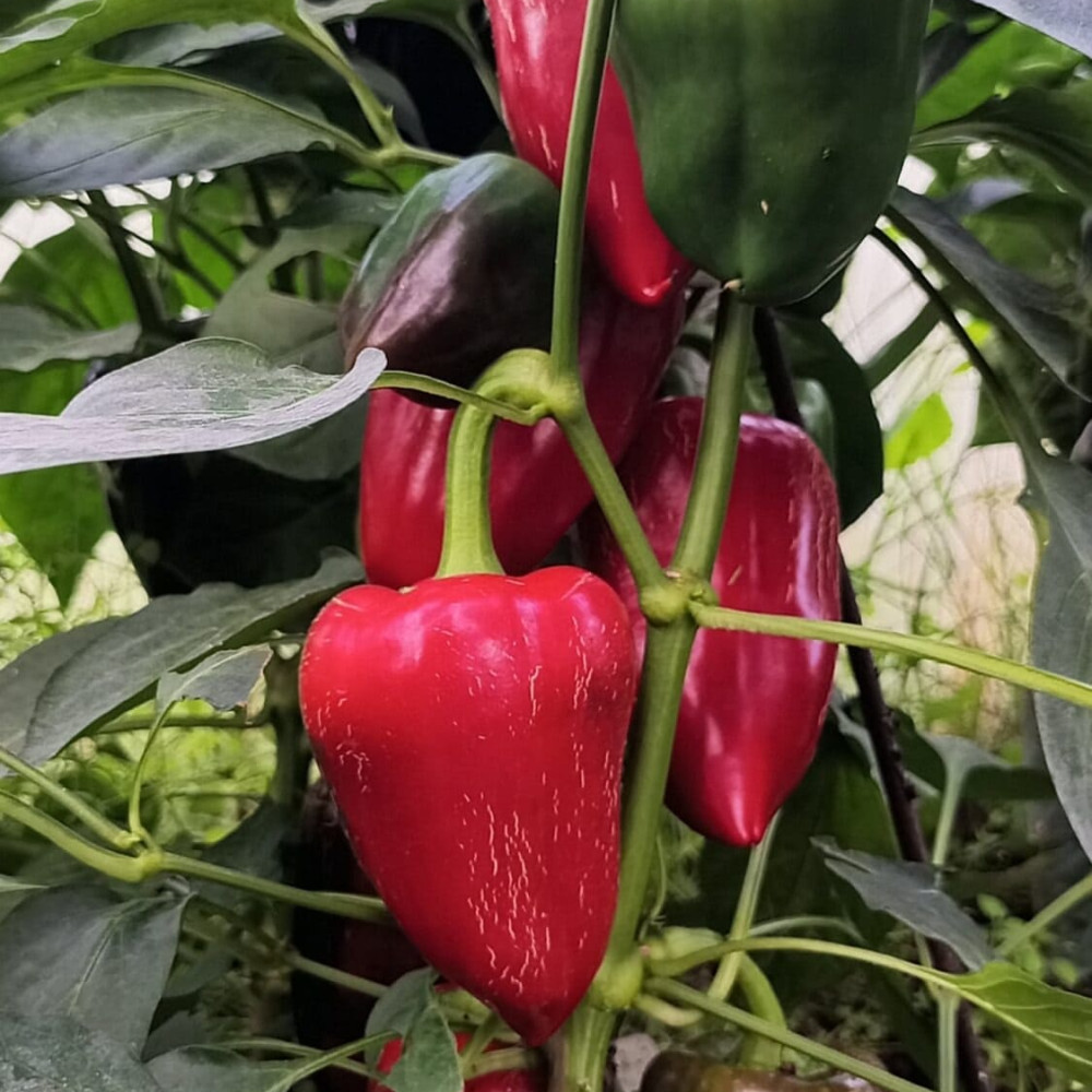 Семена сладкого перца Китайская стена