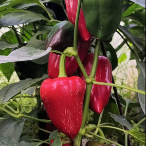 Китайская стена