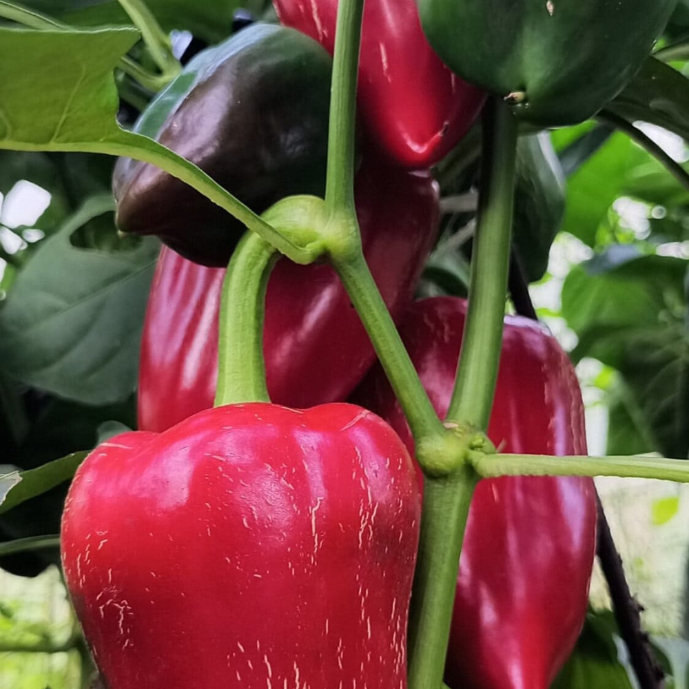 Семена сладкого перца Китайская стена-1