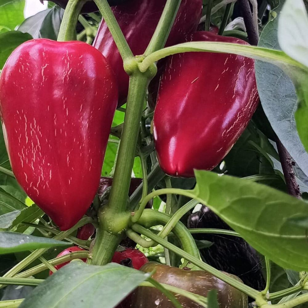 Семена сладкого перца Китайская стена-2