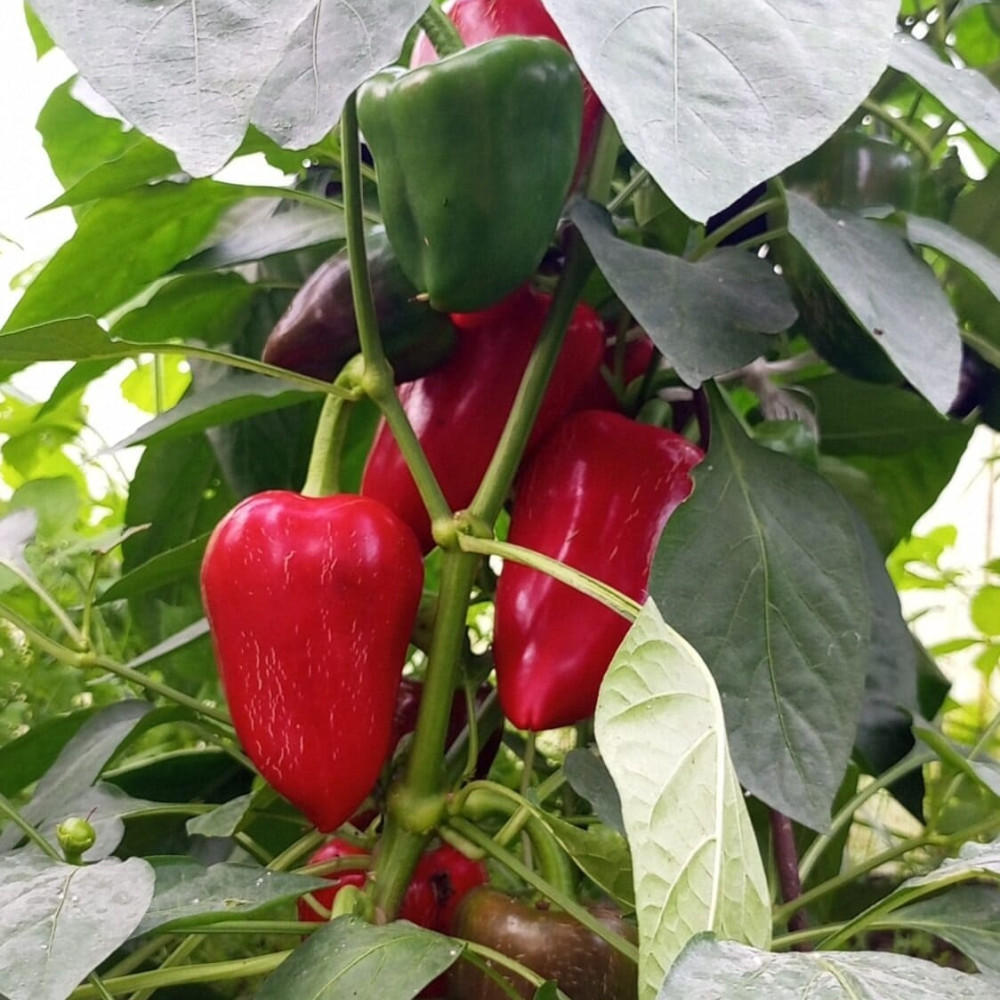 Семена сладкого перца Китайская стена-3