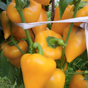 Леся жёлтая