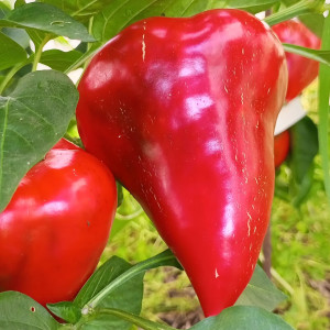 Леся красная