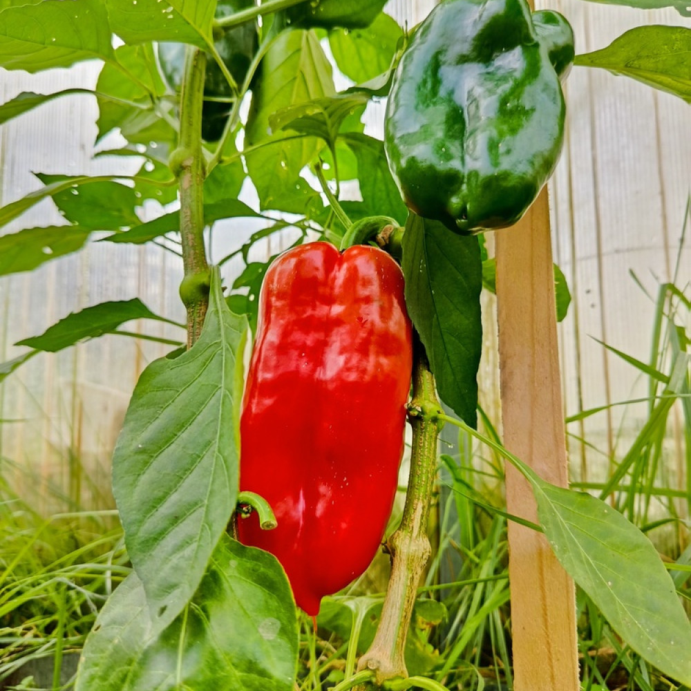 Семена сладкого перца Маркони гигант-2