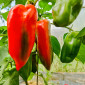 Семена сладкого перца Маркони гигант
