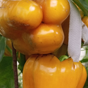 Млечный путь