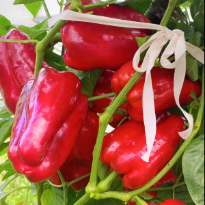 Нижегородец