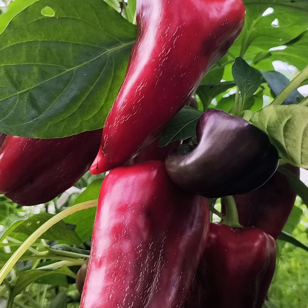 Семена сладкого перца Хамелеон-1