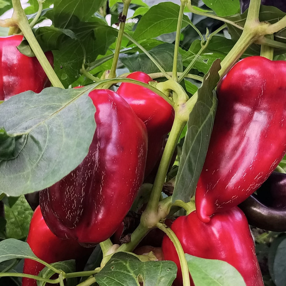 Семена сладкого перца Хамелеон-2