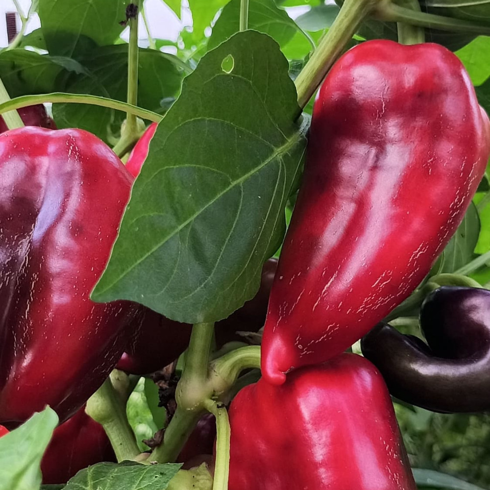 Семена сладкого перца Хамелеон-3